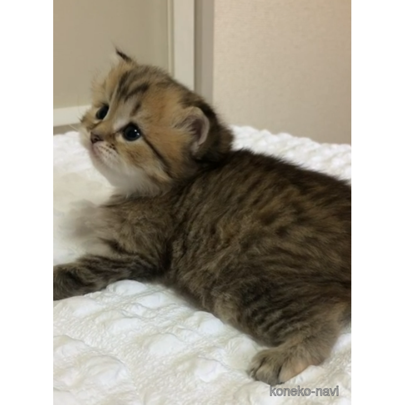 販売中の静岡県のマンチカン-122155の5枚目
